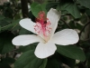 hibiskus