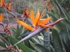 strelitzia